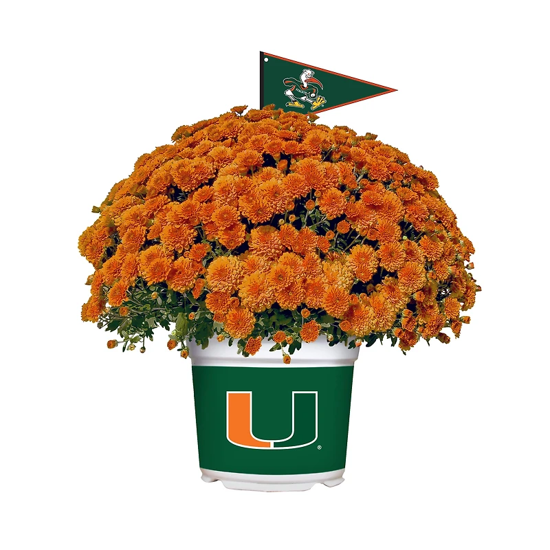 Miami Hurricanes Team Color Mum