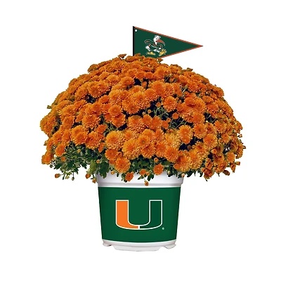 Miami Hurricanes Team Color Mum