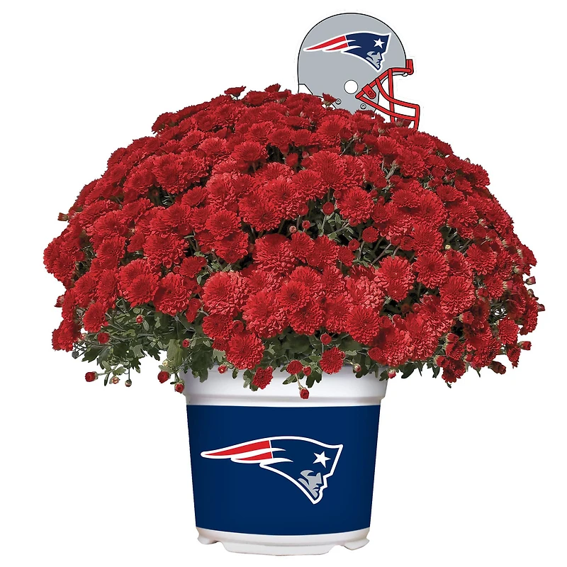 New England Patriots Team Color Mum