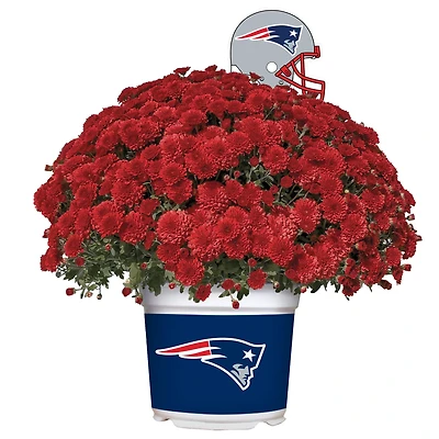 New England Patriots Team Color Mum