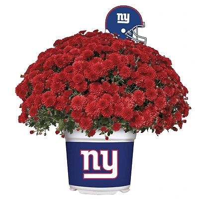 New York Giants Team Color Mum