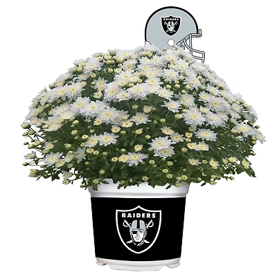 Las Vegas Raiders Team Color Mum