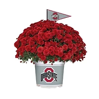 Ohio State Buckeyes Team Color Mum