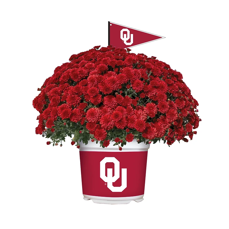 Oklahoma Sooners Team Color Mum