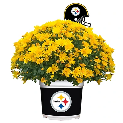 Pittsburgh Steelers Team Color Mum