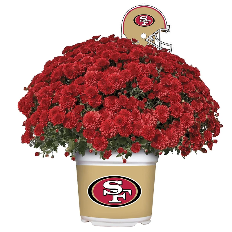 San Francisco 49ers Team Color Mum