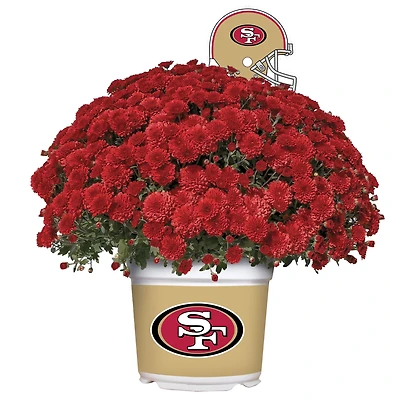 San Francisco 49ers Team Color Mum