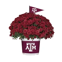 Texas A&M Aggies Team Color Mum