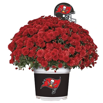 Tampa Bay Buccaneers Team Color Mum