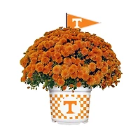 Tennessee Volunteers Team Color Mum