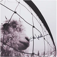 Eddie Vedder Pearl Jam Autographed Vs Album Cover