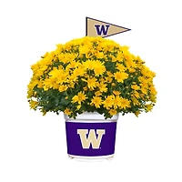 Washington Huskies Summer/Fall Team Color Mums