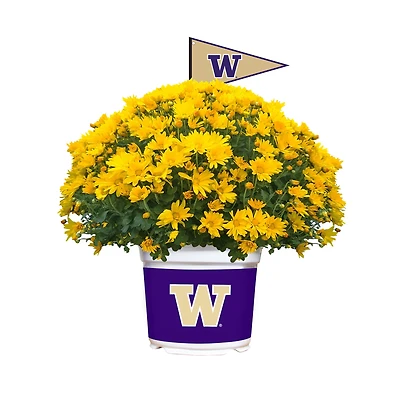 Washington Huskies Summer/Fall Team Color Mums