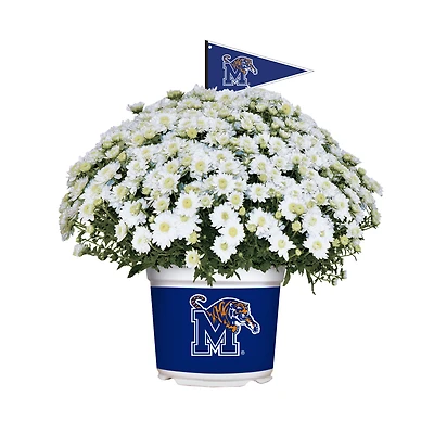 Memphis Tigers Summer/Fall Team Color Mums