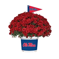 Ole Miss Rebels Summer/Fall Team Color Mums