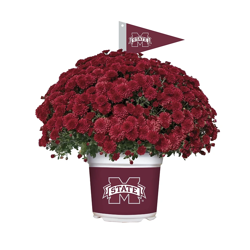 Mississippi State Bulldogs Summer/Fall Team Color Mums