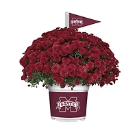 Mississippi State Bulldogs Summer/Fall Team Color Mums