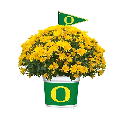 Oregon Ducks Summer/Fall Team Color Mums