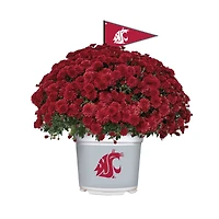 Washington State Cougars Summer/Fall Team Color Mums