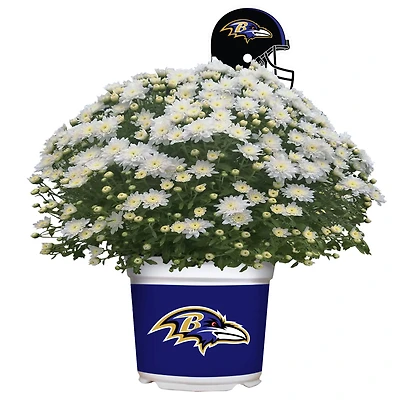 Baltimore Ravens Team Color Mum