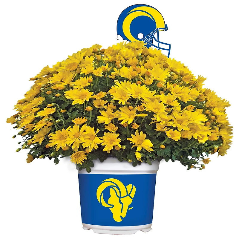 Los Angeles Rams Team Color Mum