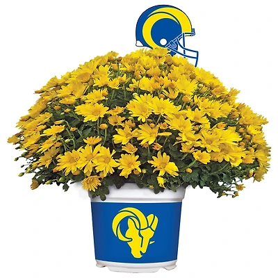 Los Angeles Rams Team Color Mum