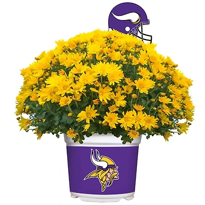 Minnesota Vikings Team Color Mum
