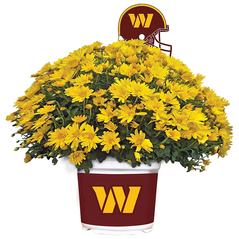 Washington Commanders Team Color Mum
