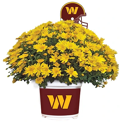 Washington Commanders Team Color Mum