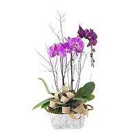 Elegant Orchids