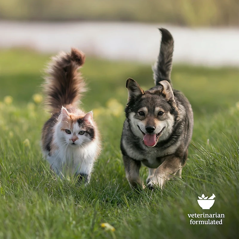 Broad Spectrum Movin’ Easy Relief CBD Pet Chews