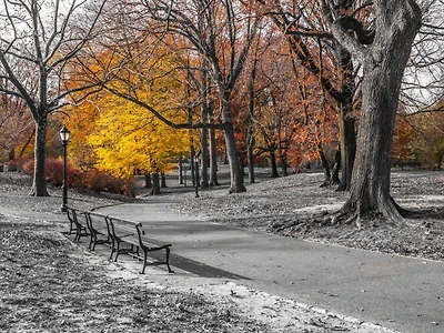 Assaf Frank - Pathway through Central Park, New York