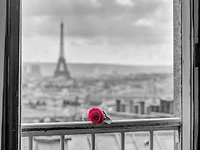 Assaf Frank - Rose on balcony railing with Eiffel Tower background, Paris, France
