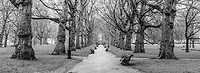 Assaf Frank - Avenue of trees, Green Park, London, FTBR-1839