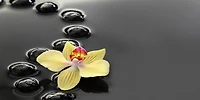 Omar Olavi - Yellow Orchids on Black Stones