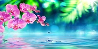 Omar Olavie - Pink Orchid with Water Droplet