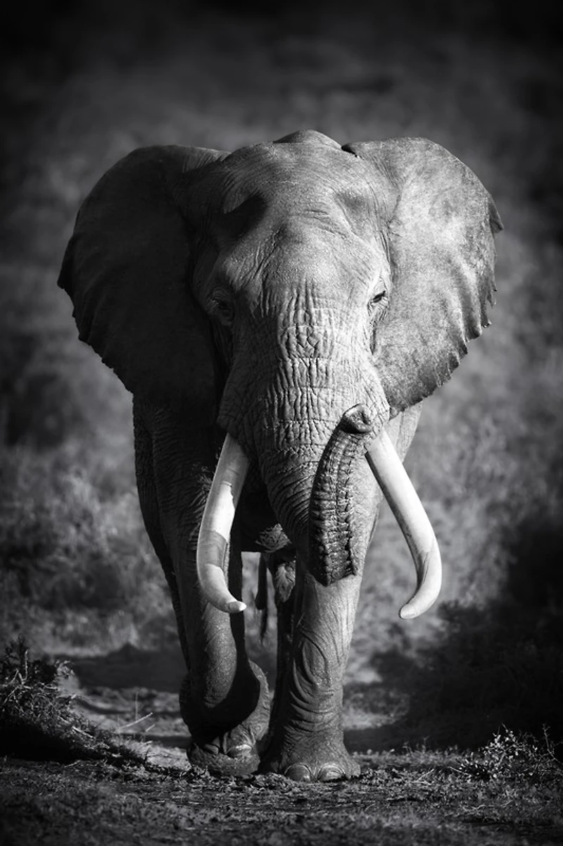 Johanna Siri - Elephant Bull