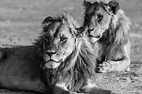 Felicia Roy - Lions Observing