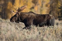 Jeff Schultes - Bull Moose
