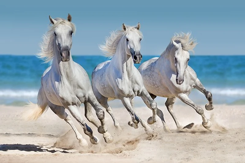 Jocelyn Borivoj - Horses Run Along The Coast
