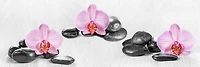 Omar Olavie - Pink Orchids and Zen Stone