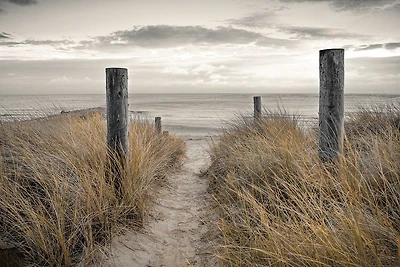 Assaf Frank  - Beach Day