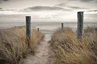 Assaf Frank  - Beach Day
