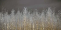 Assaf Frank - Silver Forest