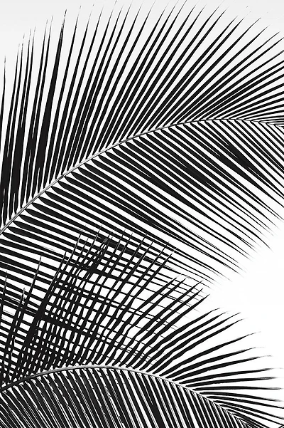 Dennis Frates - Tropical Fan