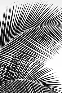 Dennis Frates - Tropical Fan