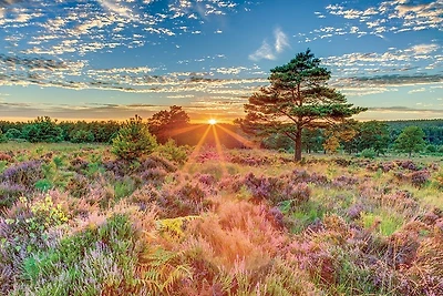 Assaf Frank - Heathland Sunset