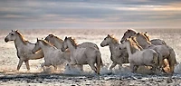 Xavier Ortega - Running Horses