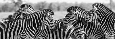 Rogelio Tybalt - Zebra Herd