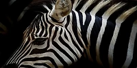 Rogelio Tybalt - Zebra Sepia